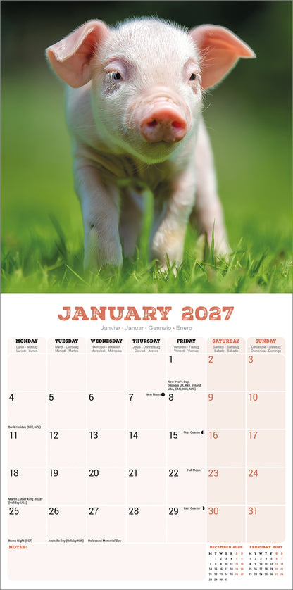 Pigs Wall Calendar 2027
