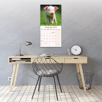 Pigs Wall Calendar 2027