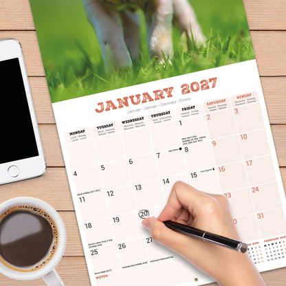 Pigs Wall Calendar 2027