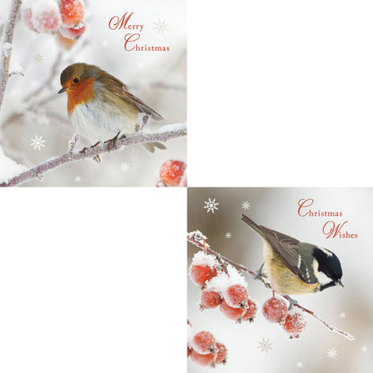 Frosty Perch - RSPB Luxury Christmas 10 Card Pack