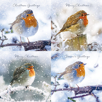 Assorted Christmas Cards - Robins in Snowfall