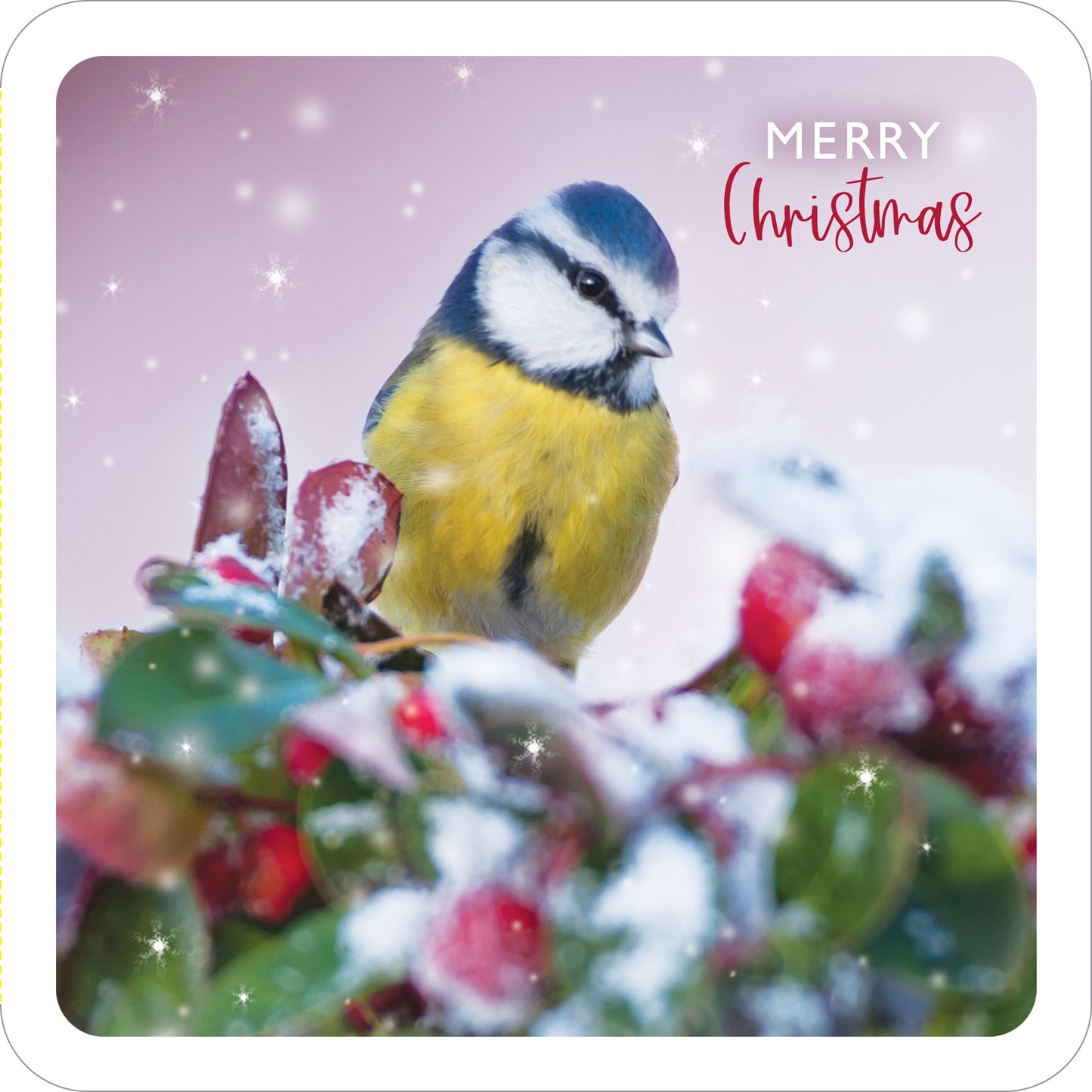 Christmas Visitors - RSPB Luxury Christmas 10 Card Pack