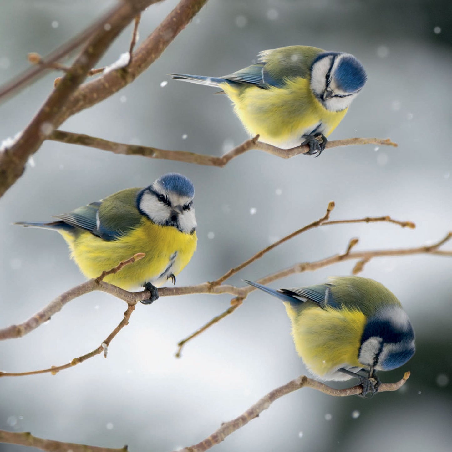 RSPB Small Square Christmas Cards (10 Cards) - Blue Tits on Branches