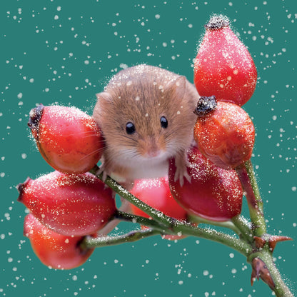 RSPB Small Square Christmas Cards (10 Cards) - Harvest Mouse