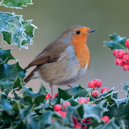 RSPB Small Square Christmas Cards (10 Cards) - Chirpy Robin