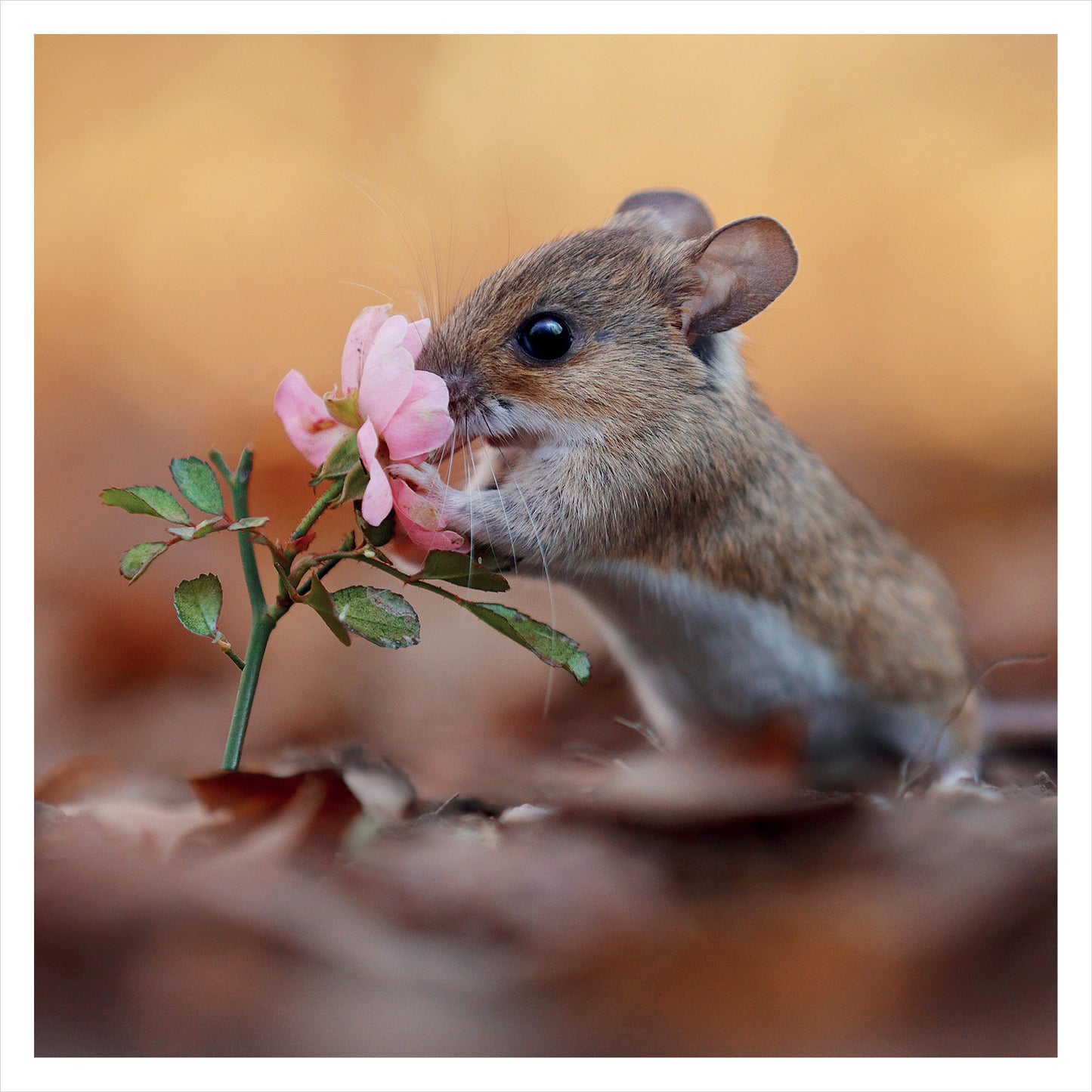 JR Wildlife Photography Card Collection - Woodmouse and Pink Flowers