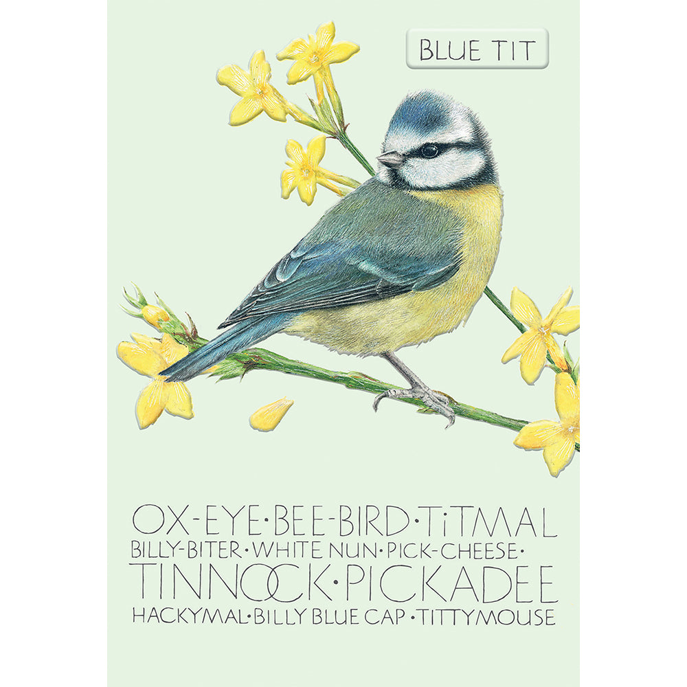 The Naming of a Bird Card Collection - Blue Tit