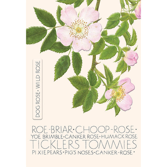 The Naming of a Flower Card Collection - Wild Rose