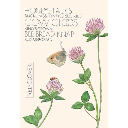 The Naming of a Flower Card Collection - Red Clover