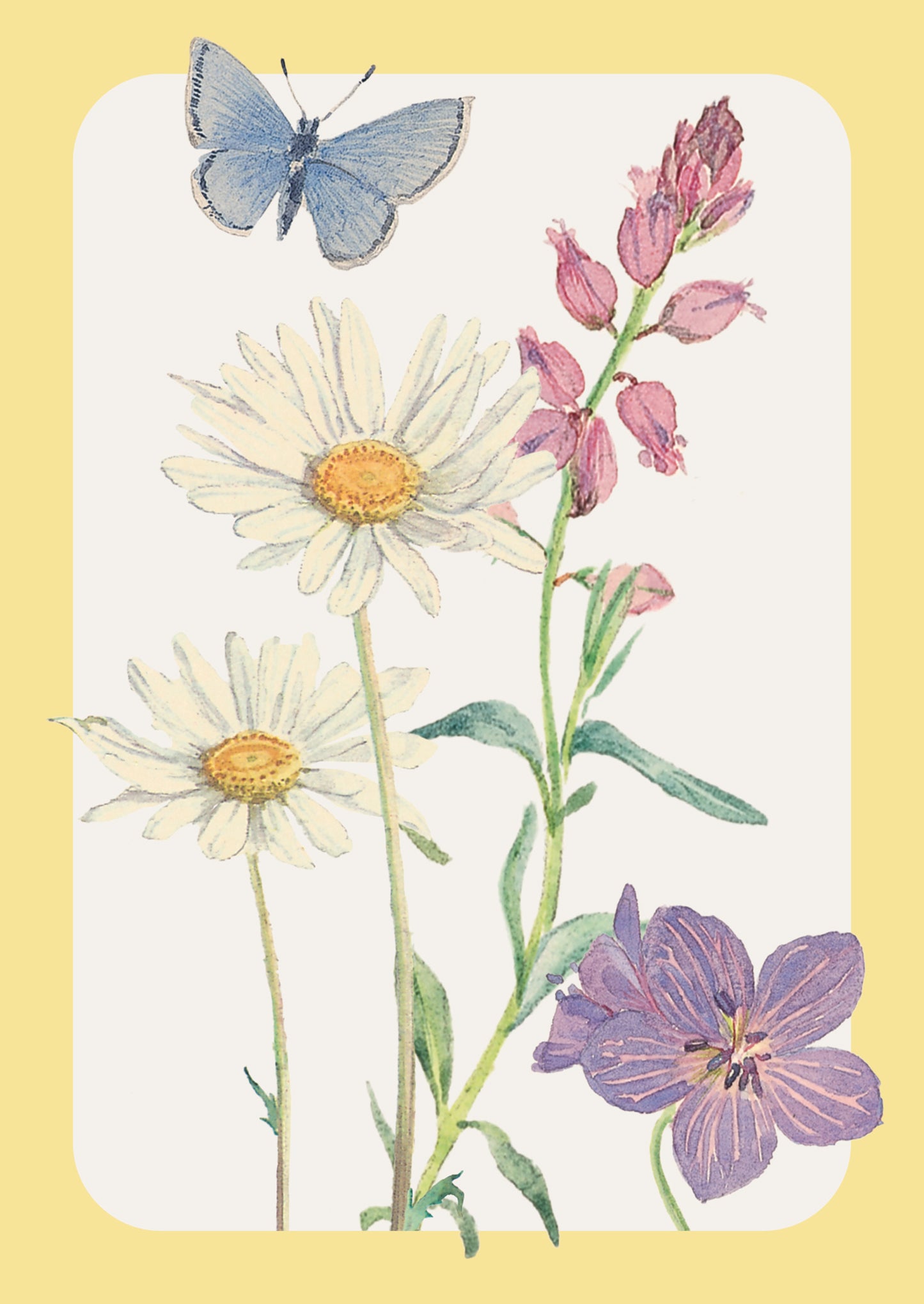 Notecard Pack (12 Cards) - Edith Holden - Daisy & Milkwort