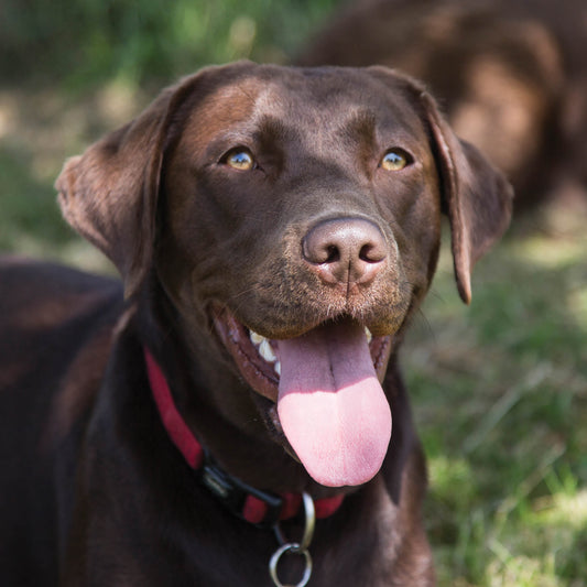 Alex Sharp Card - Dogs - Chocolate Labrador