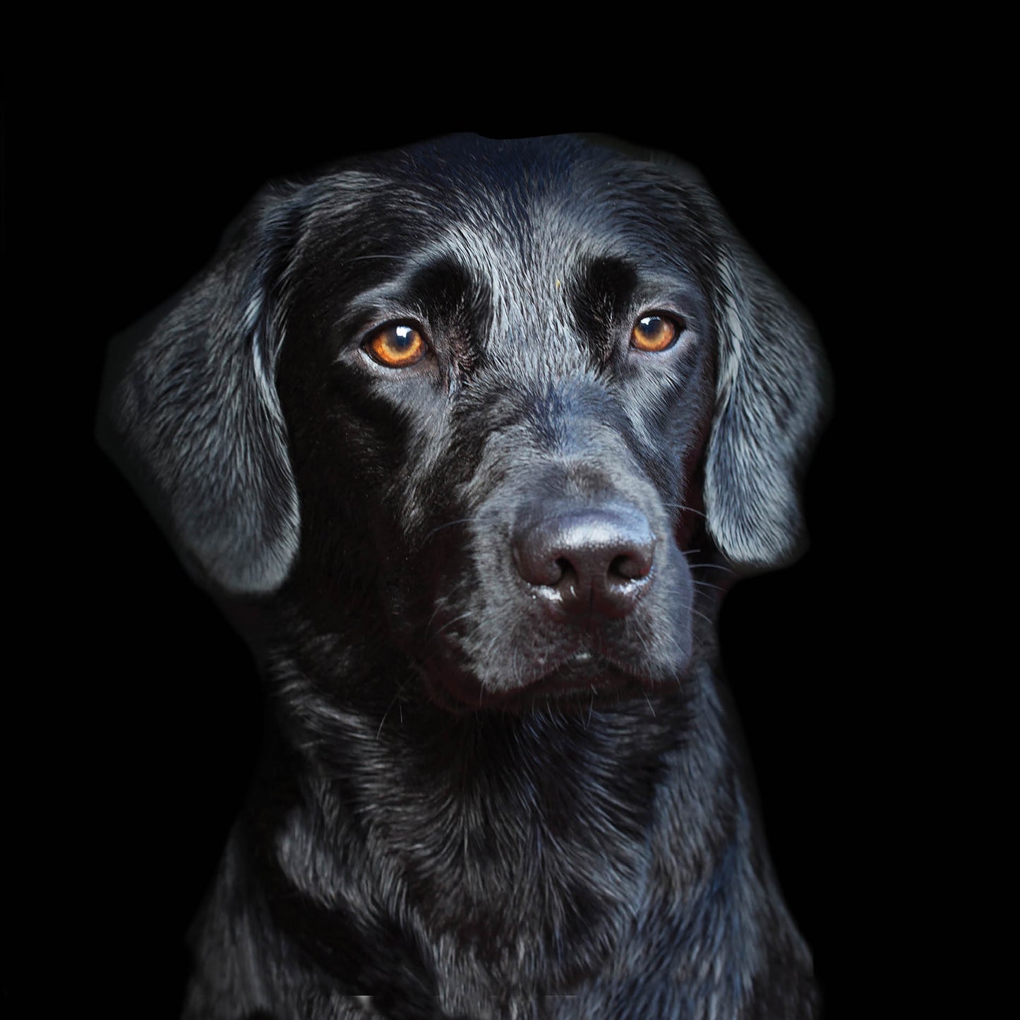 Alex Sharp Card - Dogs - Black Labrador