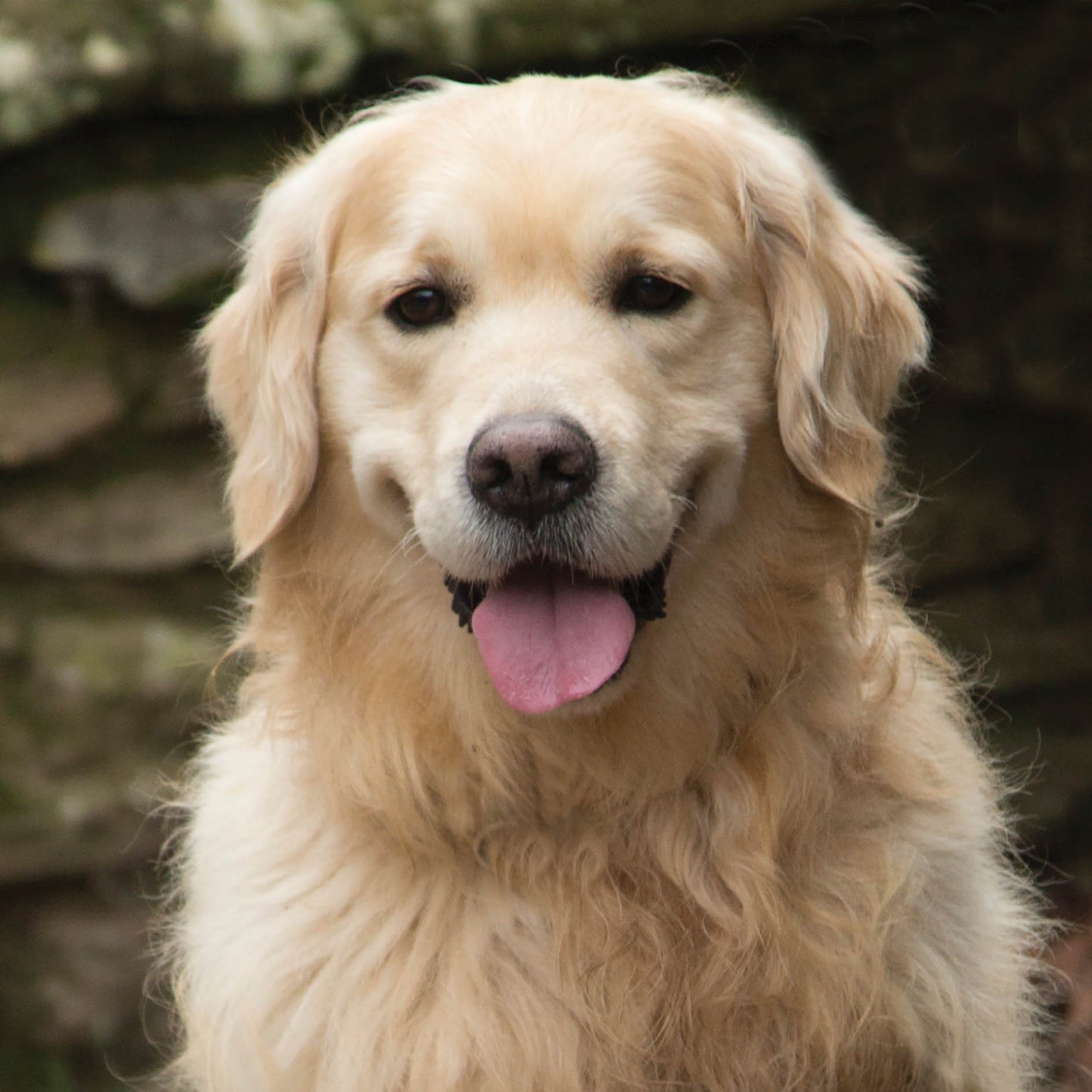 Alex Sharp Card - Dogs - Golden Retriever