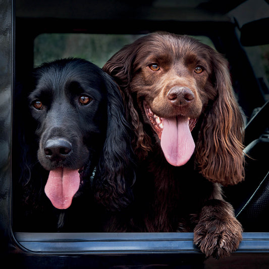 Alex Sharp Card - Dogs - Spaniels