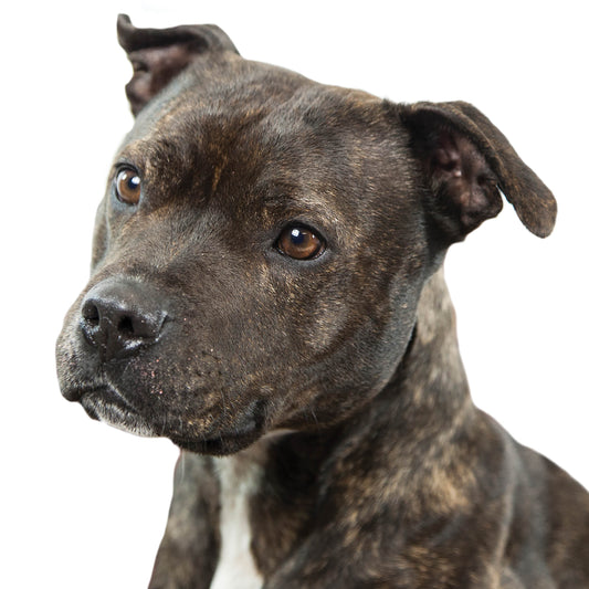 Alex Sharp Card - Dogs - Staffie