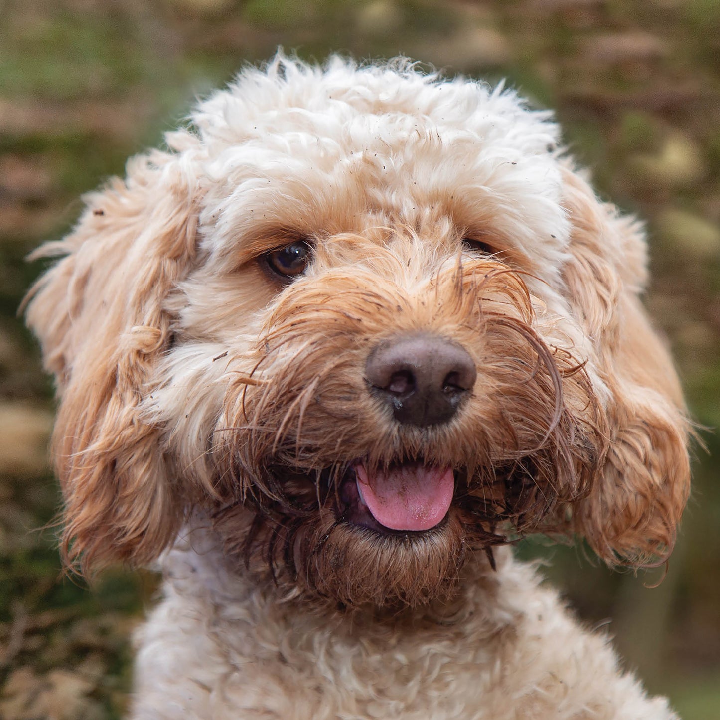 Alex Sharp Card - Dogs - Cockapoo