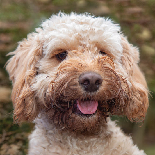 Alex Sharp Card - Dogs - Cockapoo