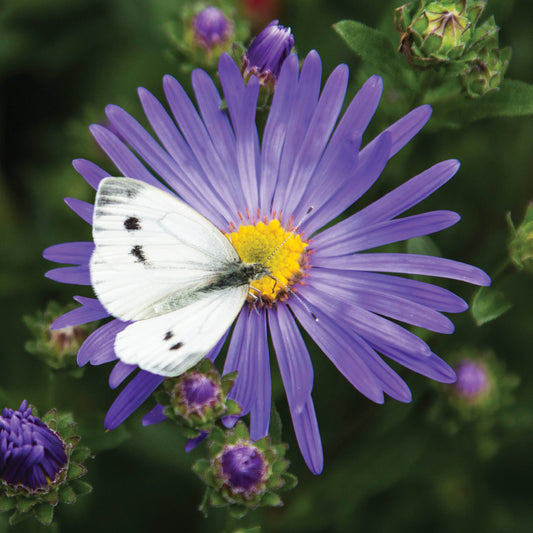 Alex Sharp Card - Floral - Cabbage White