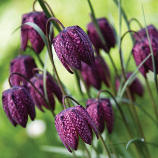 Alex Sharp Card - Floral - Fritillaria Meleagris