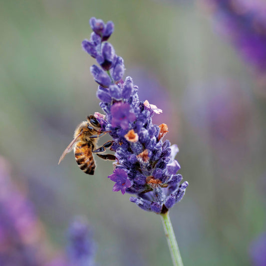 Alex Sharp Card - Scenic - Lavender and Bee
