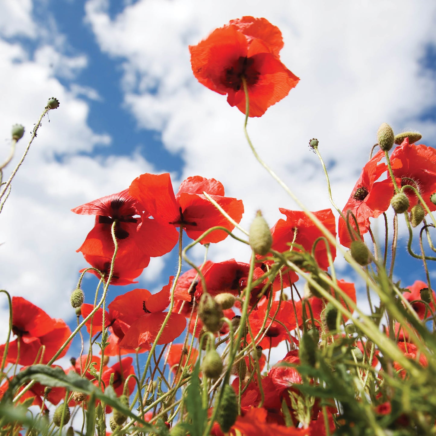Alex Sharp Card - Scenic - Poppies