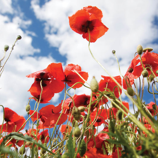 Alex Sharp Card - Scenic - Poppies