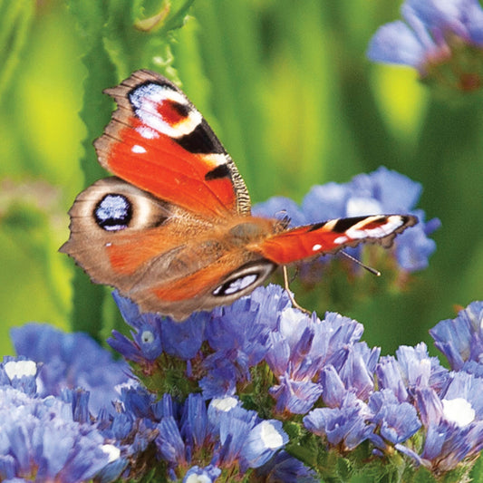 Alex Sharp Card - Peacock Butterfly