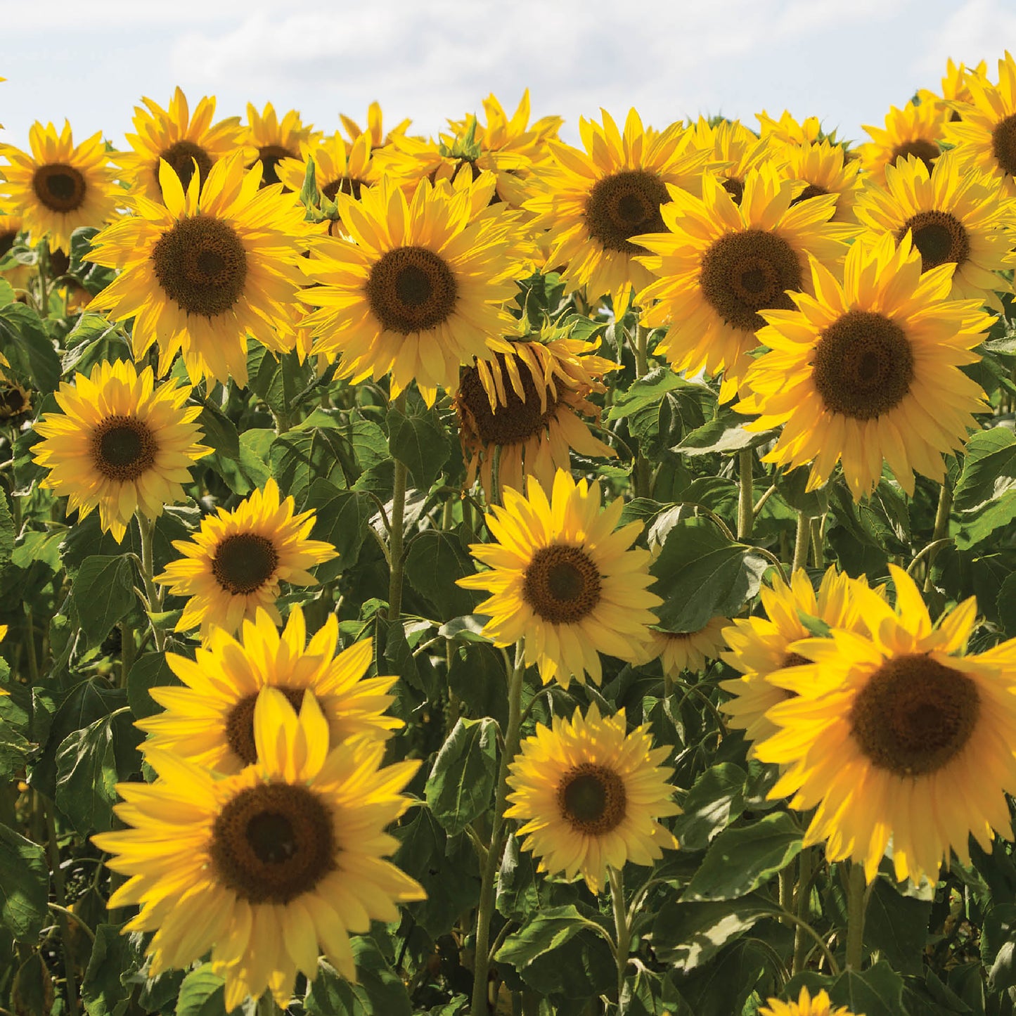 Alex Sharp Card - Scenic - Sunflowers