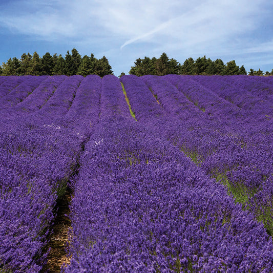 Lavender Field Greeting Card