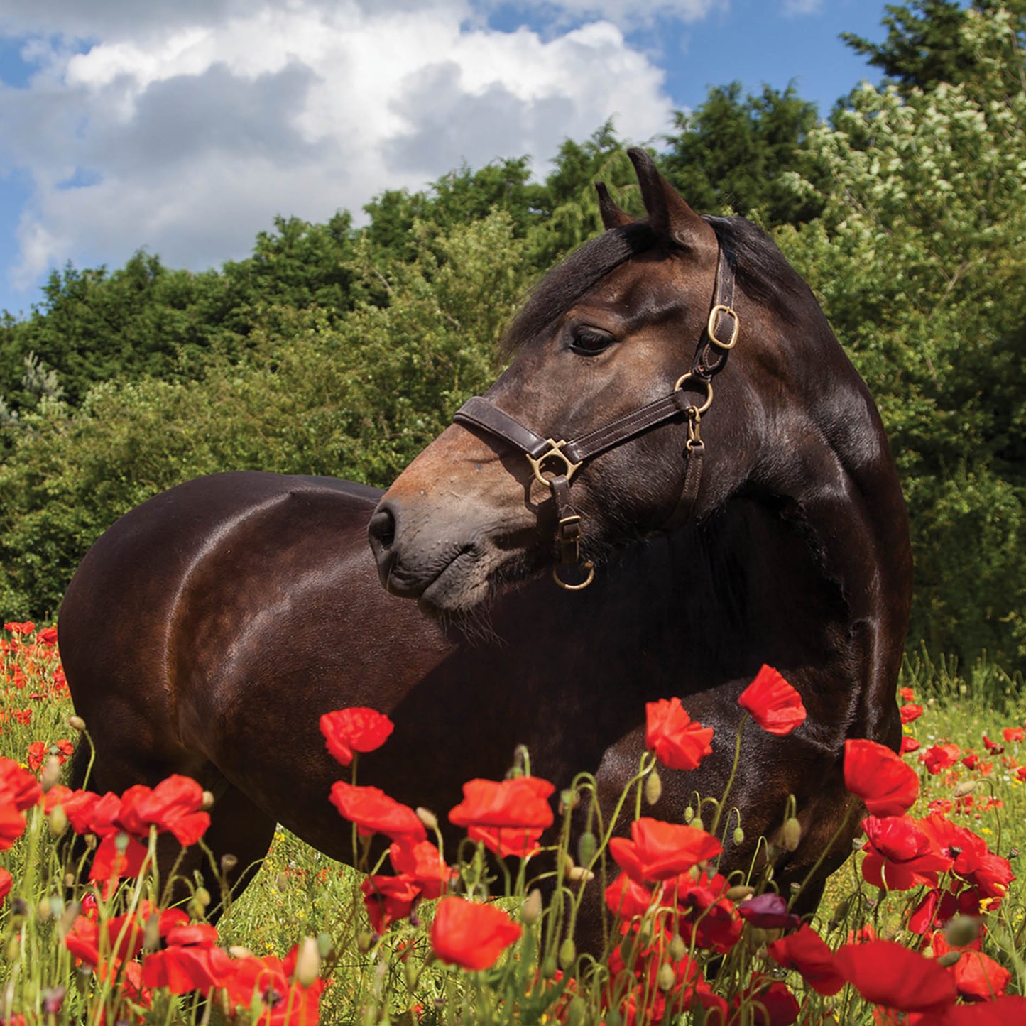 Alex Sharp Card - Wildlife - Horse In Poppy Field