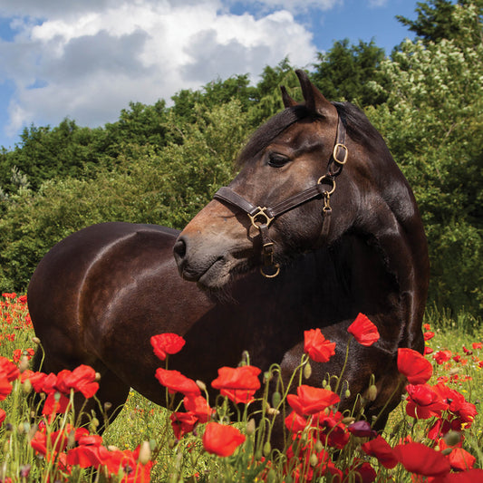 Alex Sharp Card - Wildlife - Horse In Poppy Field