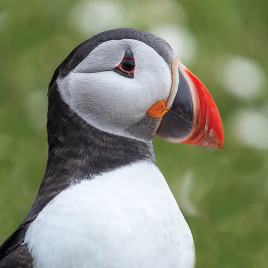 Alex Sharp Card - Wildlife - Puffin