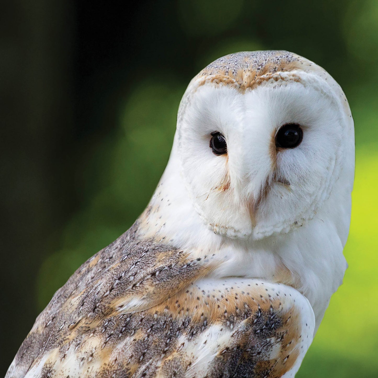 Alex Sharp Card - Wildlife - Barn Owl