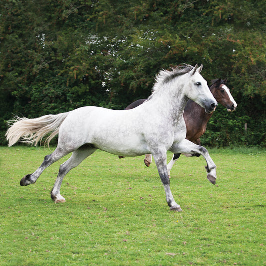 Alex Sharp Card - Wildlife - Horses