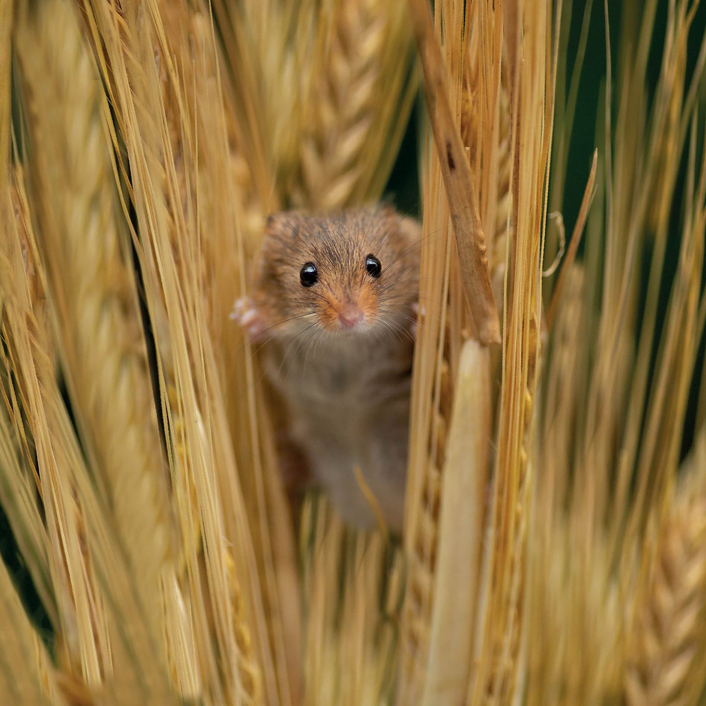 Alex Sharp Card - Wildlife - Harvest Mouse