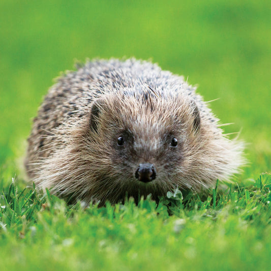 Alex Sharp Card - Wildlife - Hedgehog