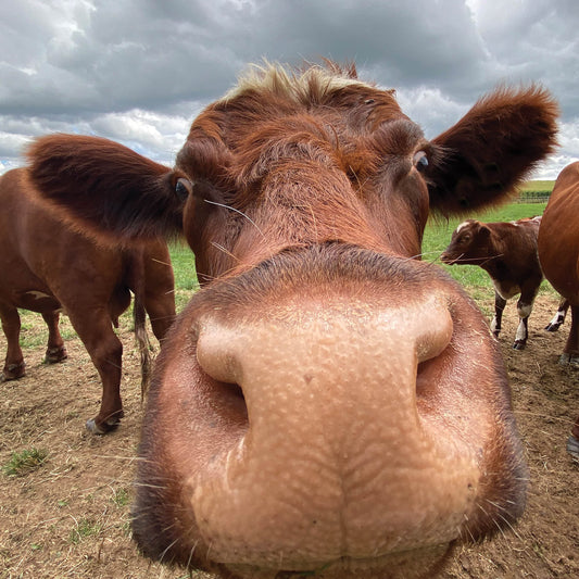 Alex Sharp Card - Wildlife - Cow