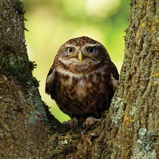 Alex Sharp Card - Wildlife - Little Owl