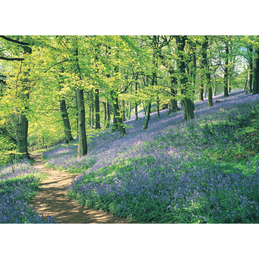 Beautiful Blanks Card - Bluebell Wood