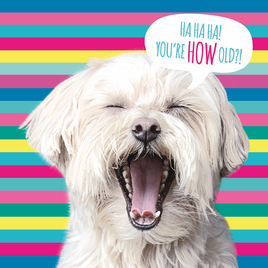 Pet Pawtrait Card - Stripey Dog (Birthday Card)