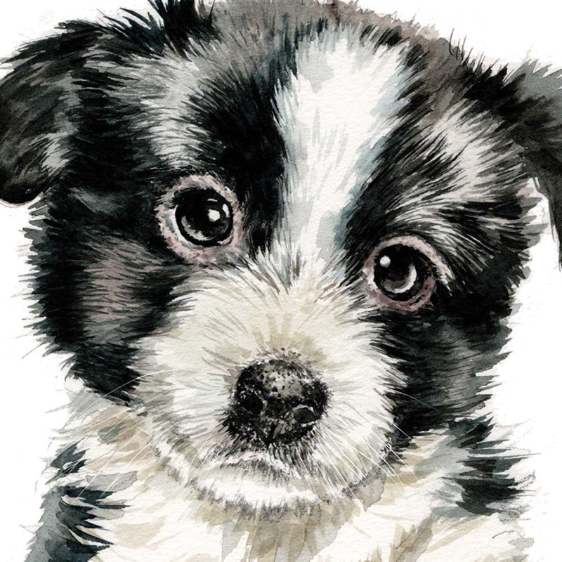 Puppy Dog Eyes Card Collection - Border Collie