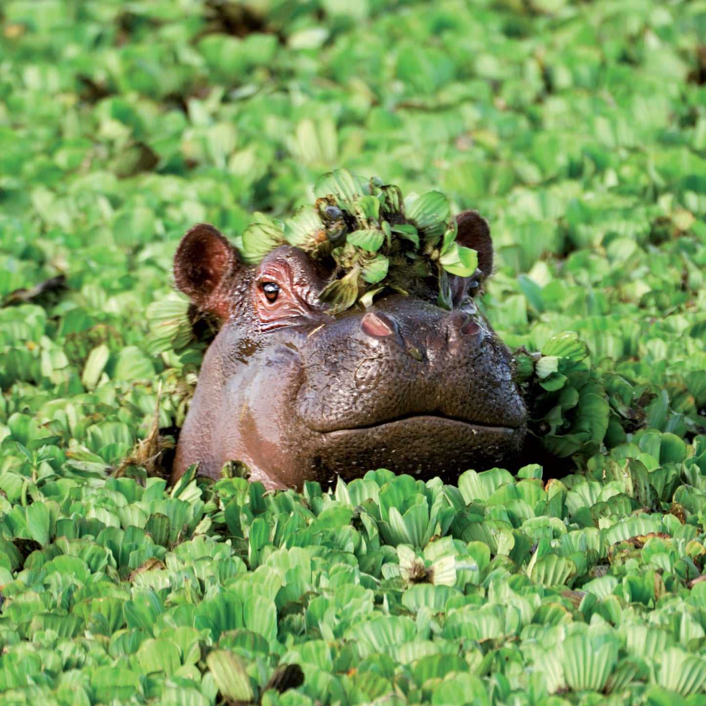 Caught On Camera Card Collection - Hippo Peek A Boo