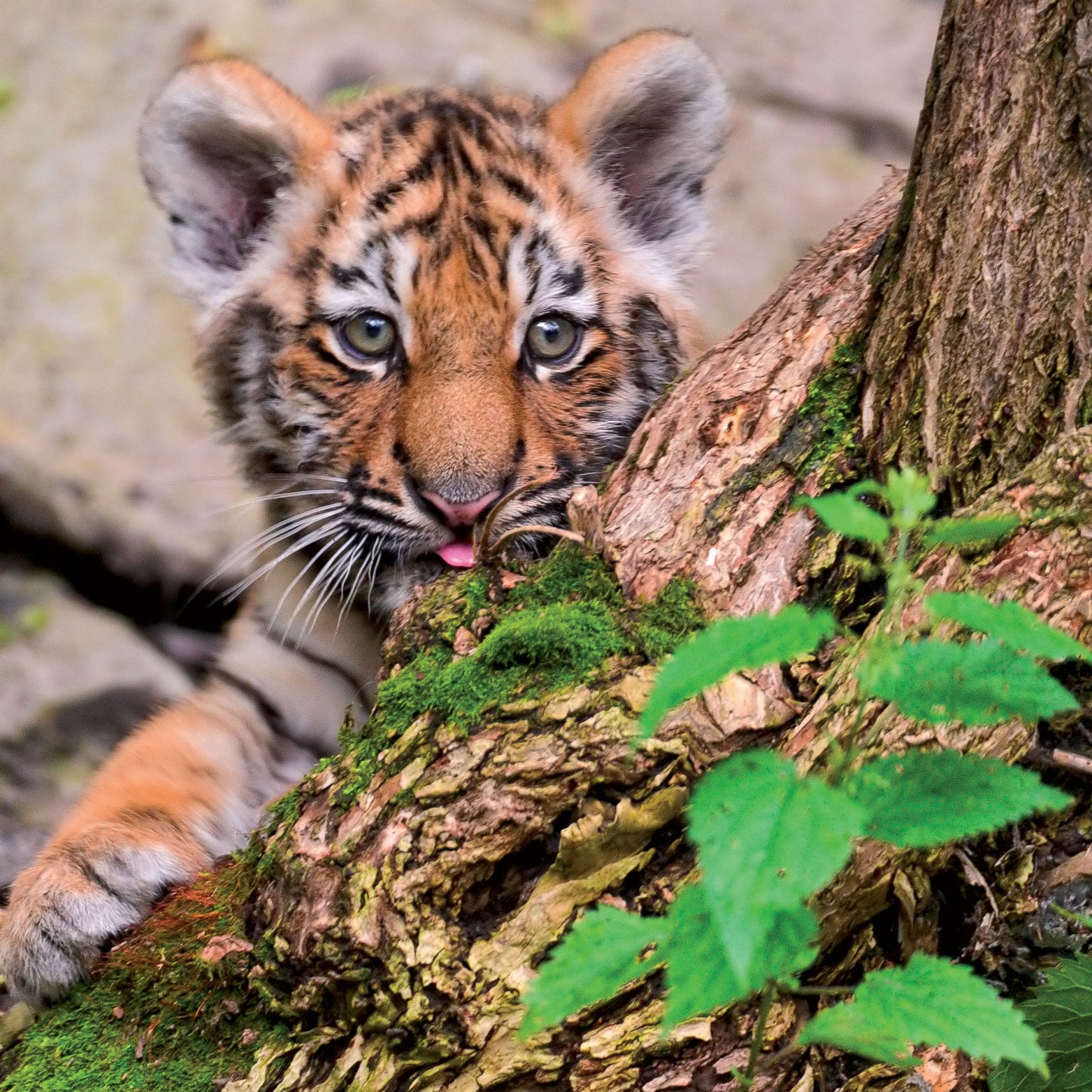 Caught On Camera Card Collection - Baby Tiger Ready To Pounce