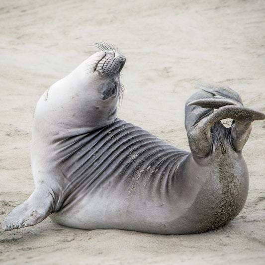 Caught On Camera Card Collection - Seal And Stretch