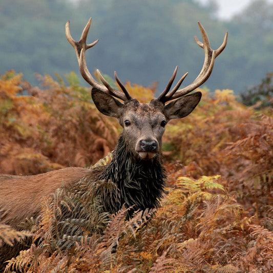 Caught On Camera Card Collection - Stag Standing Guard