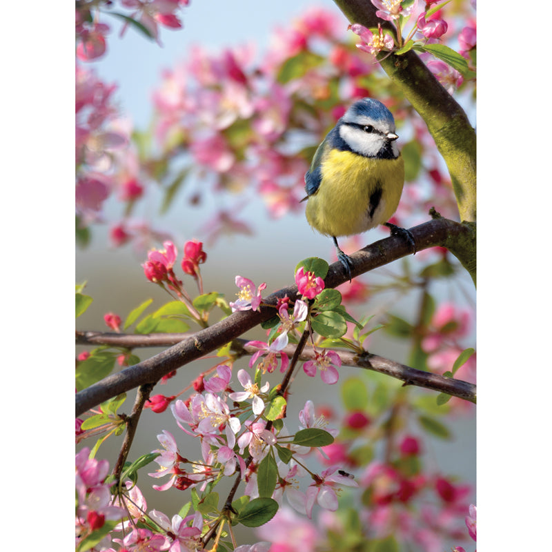 Beautiful Blanks Card - Blue Tit Floral