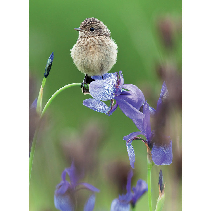 Beautiful Blanks Card - Bird On Iris