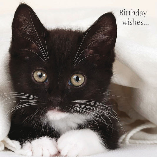 Pet Pawtrait Card - Black Kitten (Birthday Card)