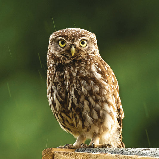 Countryside Collection Card - Little Owl
