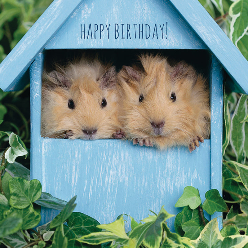 Pet Pawtrait Card - Peeping Pigs - (Birthday Card)